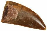 Serrated Raptor Tooth - Real Dinosaur Tooth #371433-1